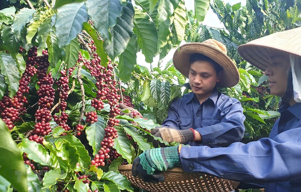 Vietnam ranks second worldwide in coffee production, with robusta beans making up the bulk of its output